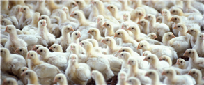 Indulging in a successful poultry farming business