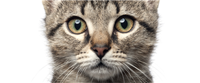 Want a pet cat: Learn to adopt the finest breeds