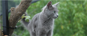 Allergy-friendly felines - the best hypoallergenic cat breeds