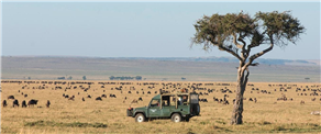 The art of the safari – tips on how to enjoy the experience