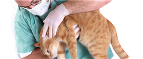 Combating feline resistance – how to make visits to the vet less stressful for your cat