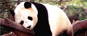 Places to see giant pandas around the world – a complete guide