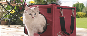 Feline hodophobia – how to make traveling easier for your cat