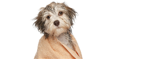 Canine care – Guide to grooming your dog