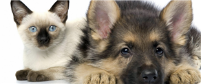 Animal rescue - A guide to starting an animal shelter