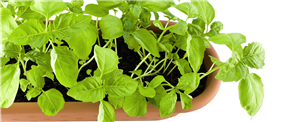 Want to grow herbs but lack garden space? Try this out!