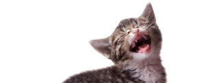 Troubled by fleas on your cat? Find the solution here