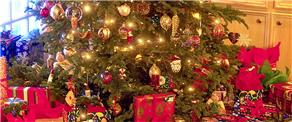 Tis the season – Tips for picking the perfect Christmas tree