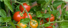 Green thumb – The ultimate guide to growing tomatoes from seed