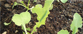 Organic methods for keeping pests out of your garden