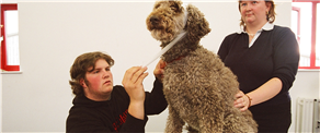 Animal grooming service - hire an expert to make your pet look beautiful