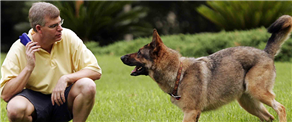 Dog training service – hire an expert for basic or advanced training