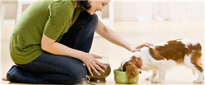 Pet sitters - Hiring an experienced and trust worthy expert